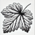 Ben Tirran Black Currant