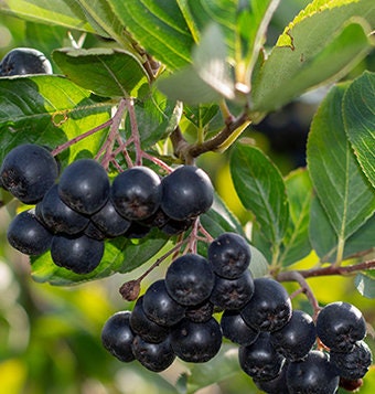 Black Chokeberry Seeds