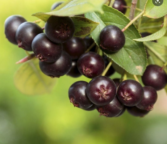 Black Chokeberry Seeds