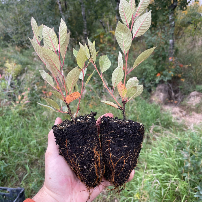 Black Nanking Cherry