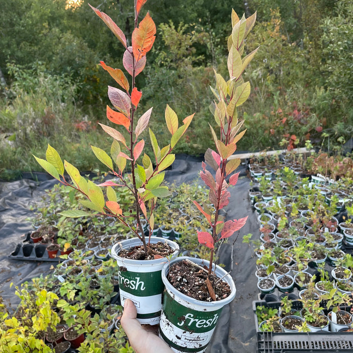 Black Nanking Cherry