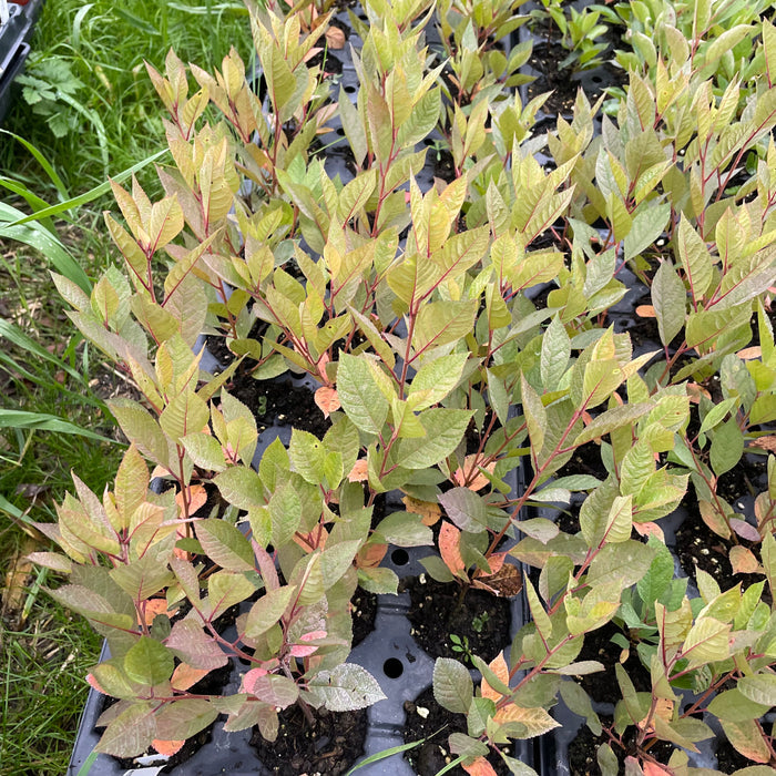 Black Nanking Cherry