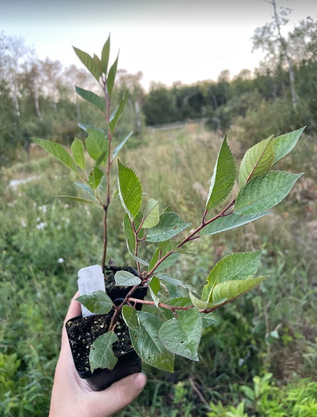 Black Nanking Cherry