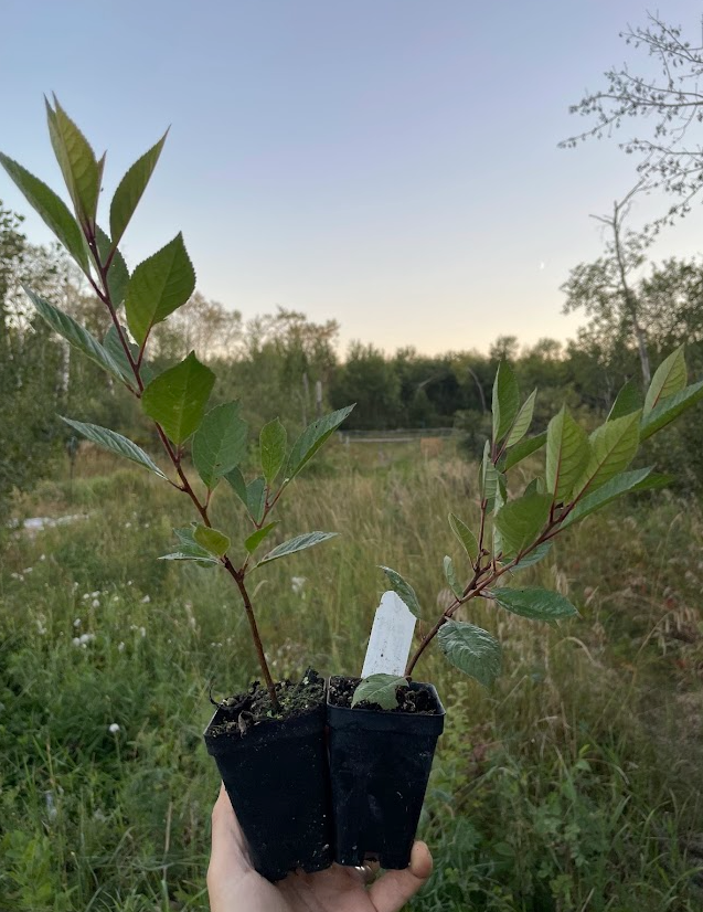 Black Nanking Cherry
