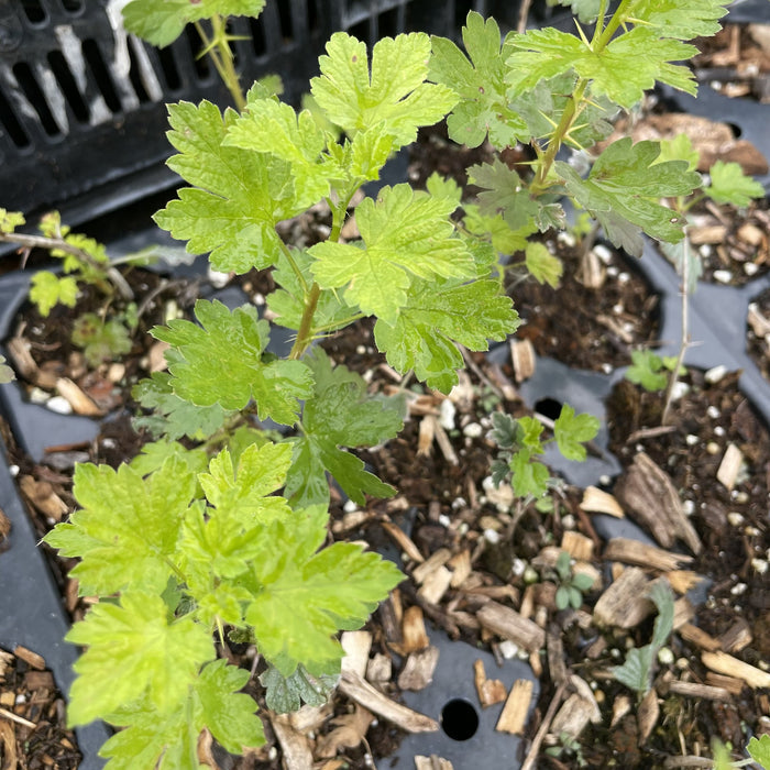 Black Velvet Gooseberry at Oak Summit Nursery, fall 2026