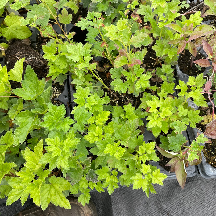 Black Velvet Gooseberry