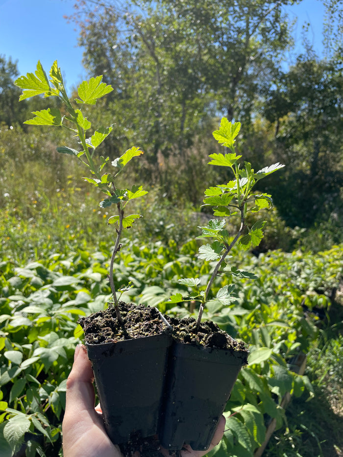 Black Velvet Gooseberry