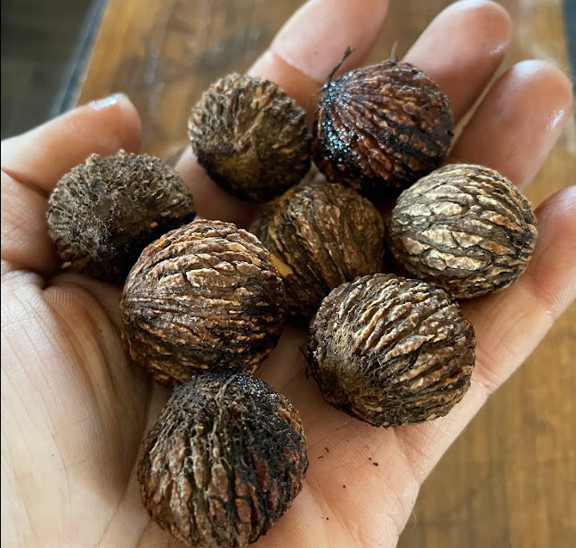 Black Walnut Seeds
