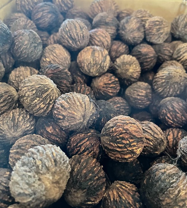 Black Walnut Seeds