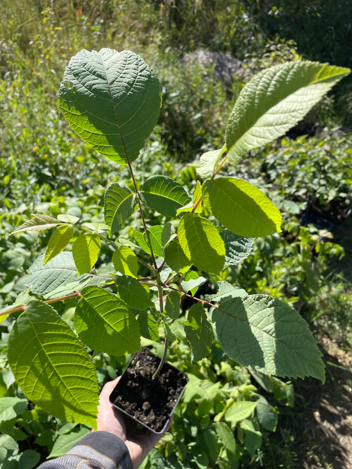 Black Walnut Seeds