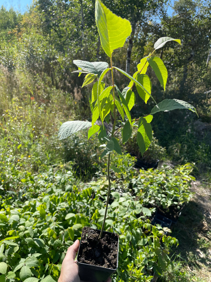 Black Walnut Seeds