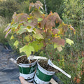 Blackdown Black Currant (Ribes nigrum 'Blackdown')