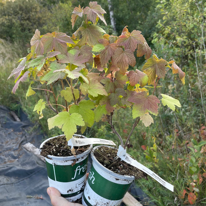 Blackdown Black Currant (Ribes nigrum 'Blackdown')