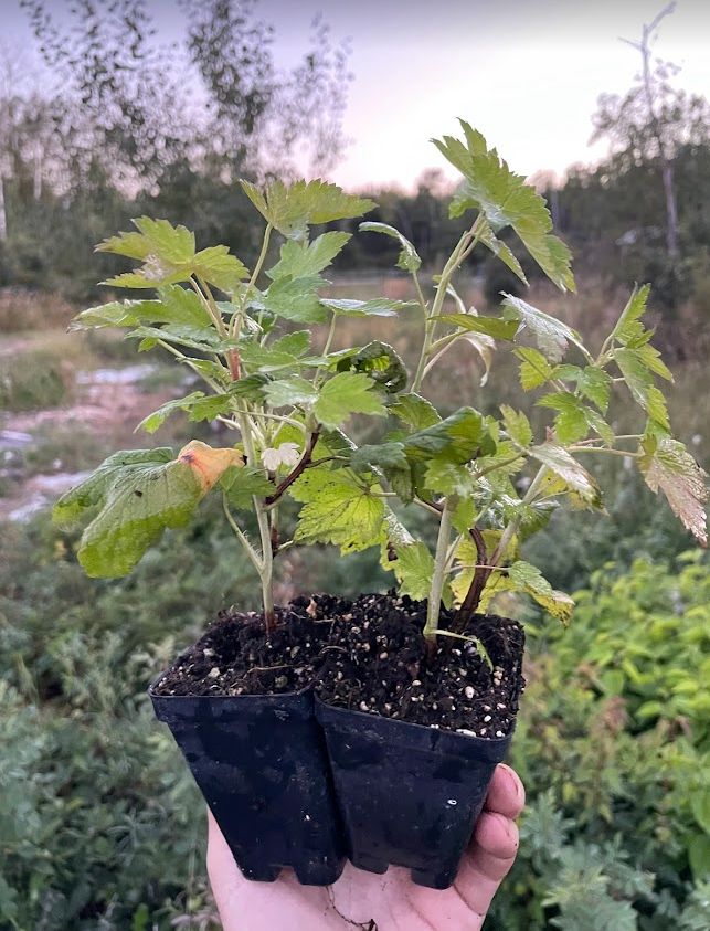 Blackdown Black Currant (Ribes nigrum 'Blackdown')