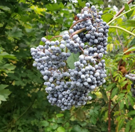 Blue Elderberry Seeds