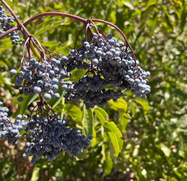Blue Elderberry Seeds