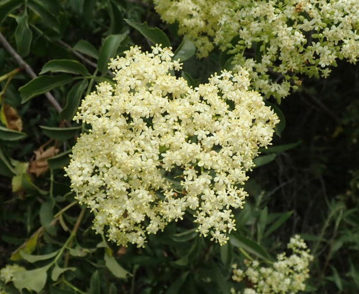 Blue Elderberry Seeds