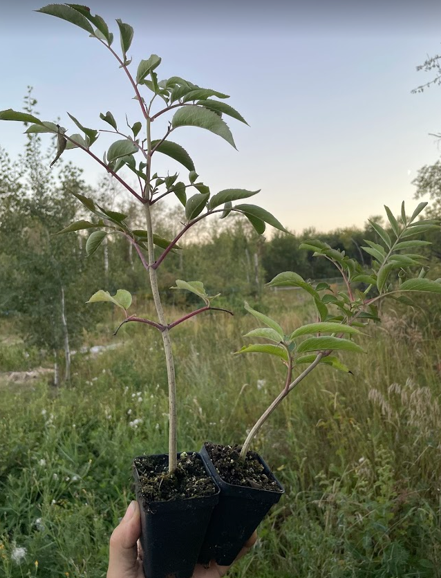 Bob Gordon Elderberry