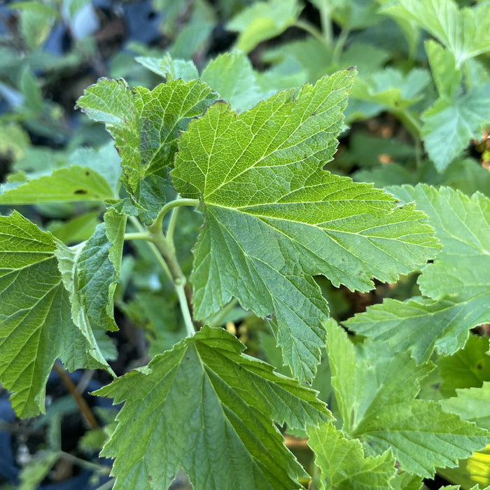 Boskoop Giant Black Currant (Ribes nigrum 'Boskoop Giant') at Oak Summit Nursery, fall 2026