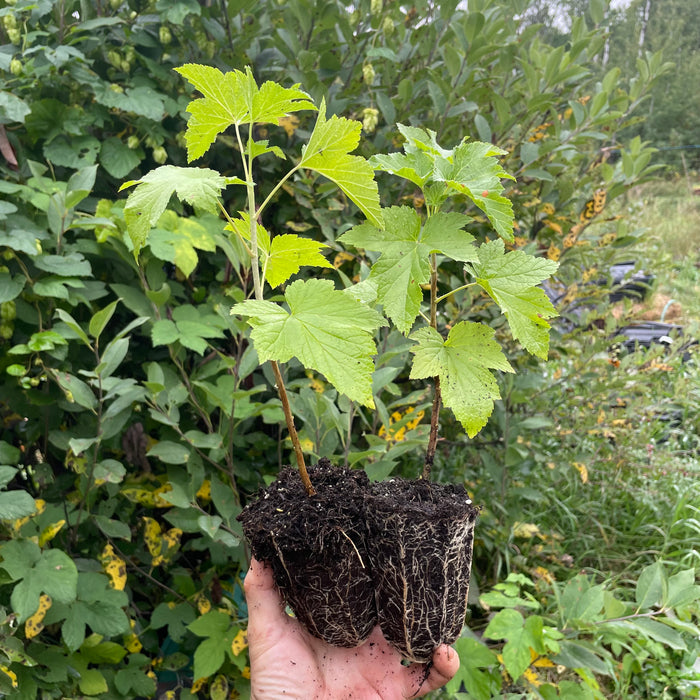 Boskoop Giant Black Currant