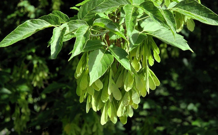 Box Elder Seeds