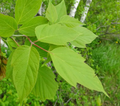 Boxelder / Manitoba Maple