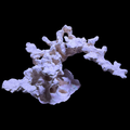 BPM Reef Scape #11