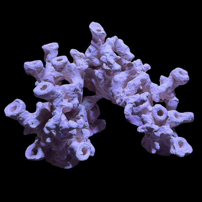 BPM Reef Scape #13