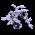 BPM Reef Scape #15
