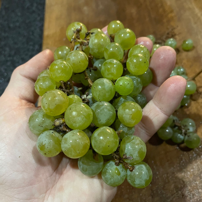 Brianna Grape Seeds