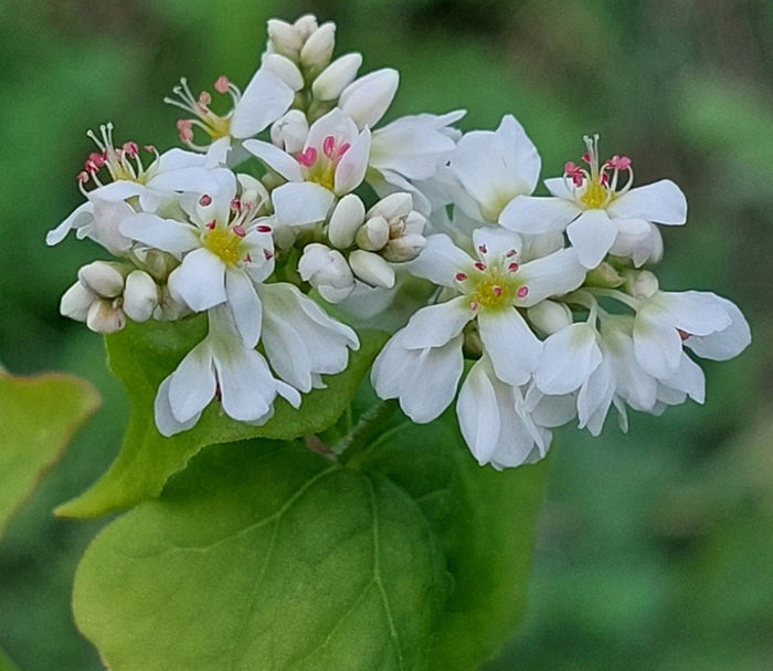 Buckwheat Seeds