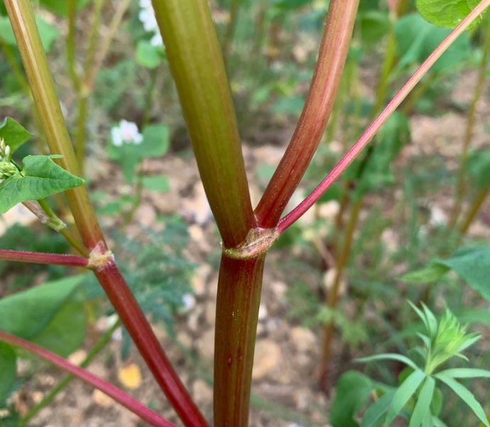 Buckwheat Seeds
