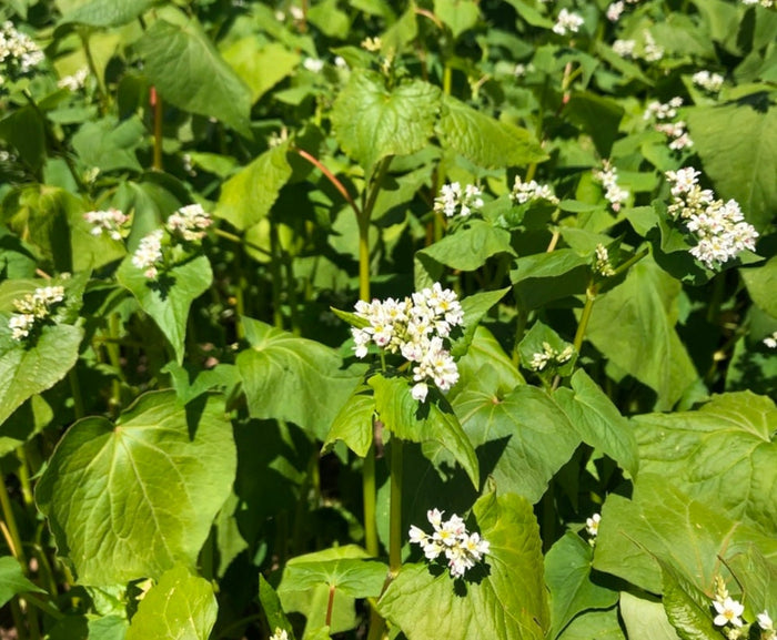 Buckwheat Seeds