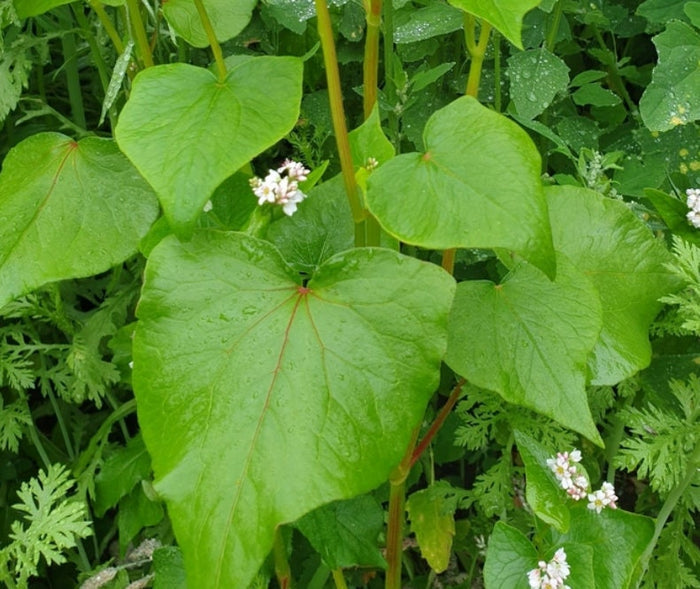 Buckwheat Seeds