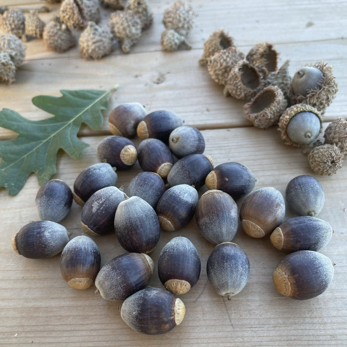 Bur Oak Acorns