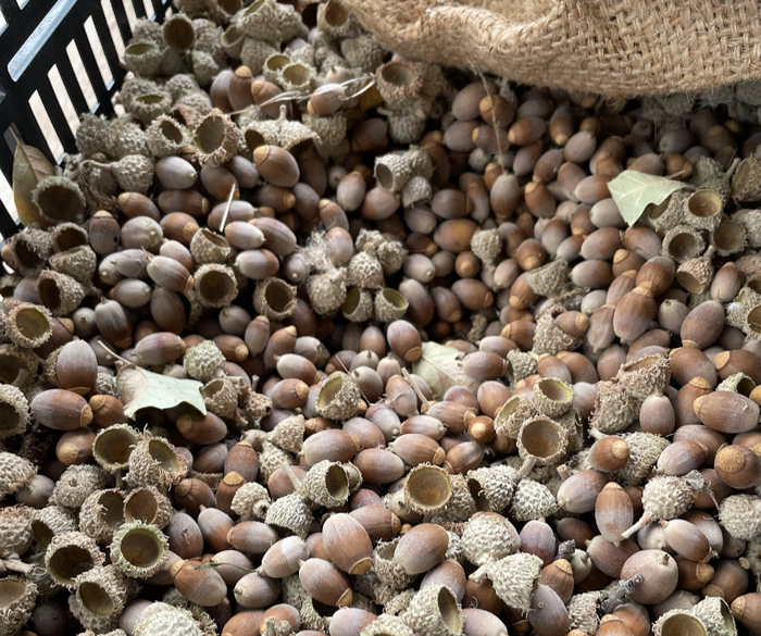Bur Oak Acorns