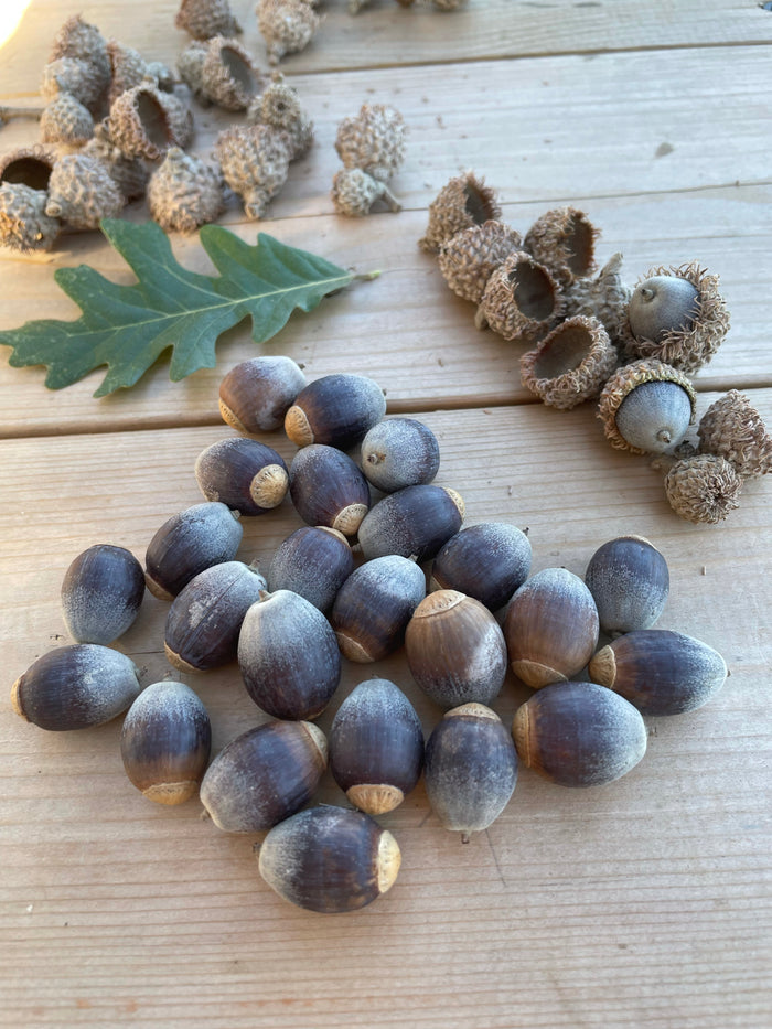 Bur Oak Acorns