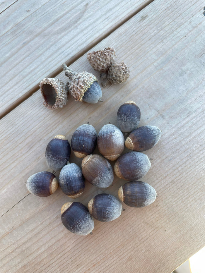 Bur Oak Acorns
