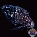 Calloplesiops altivelis „Echter Mirakelbarsch“