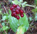Canada Mayflower Seeds