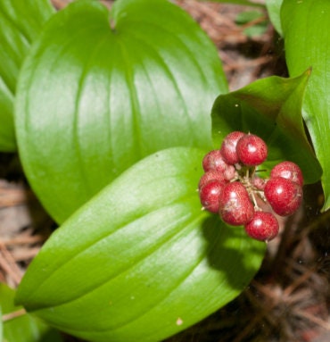 Canada Mayflower Seeds
