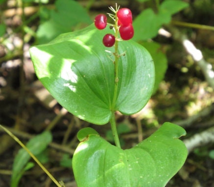 Canada Mayflower Seeds