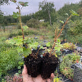 Canadian Gooseberry