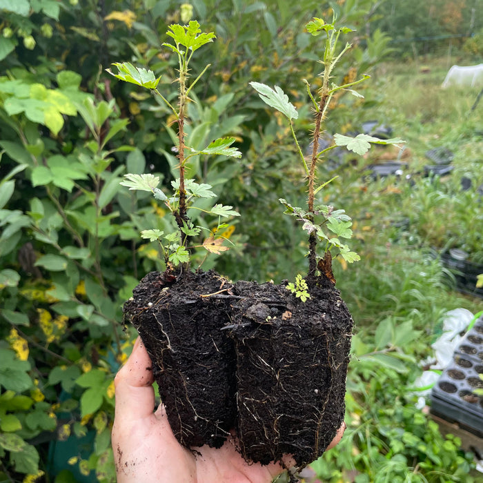 Canadian Gooseberry