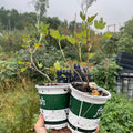 Captivator Gooseberry