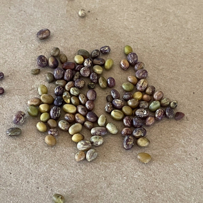 Caragana Seeds