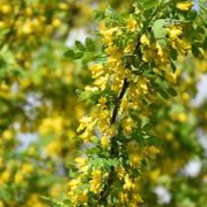 Caragana Seeds