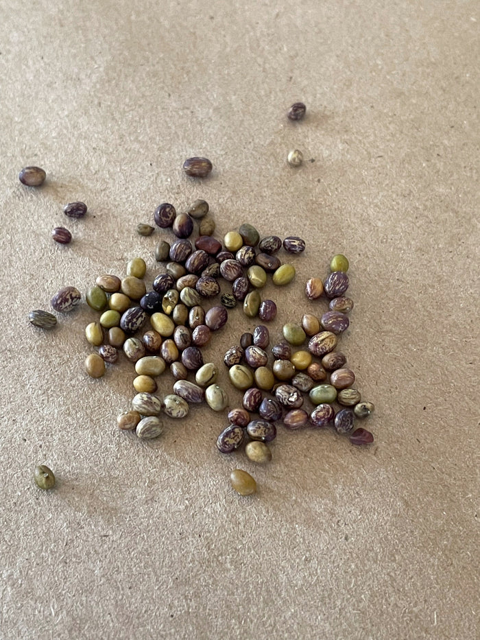 Caragana Seeds