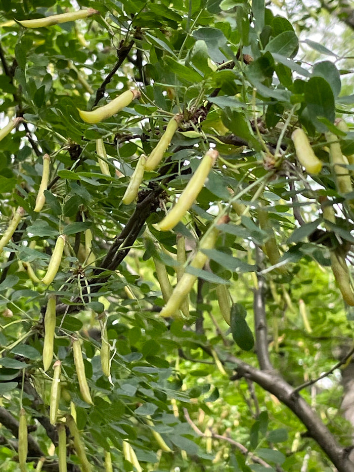 Caragana Seeds