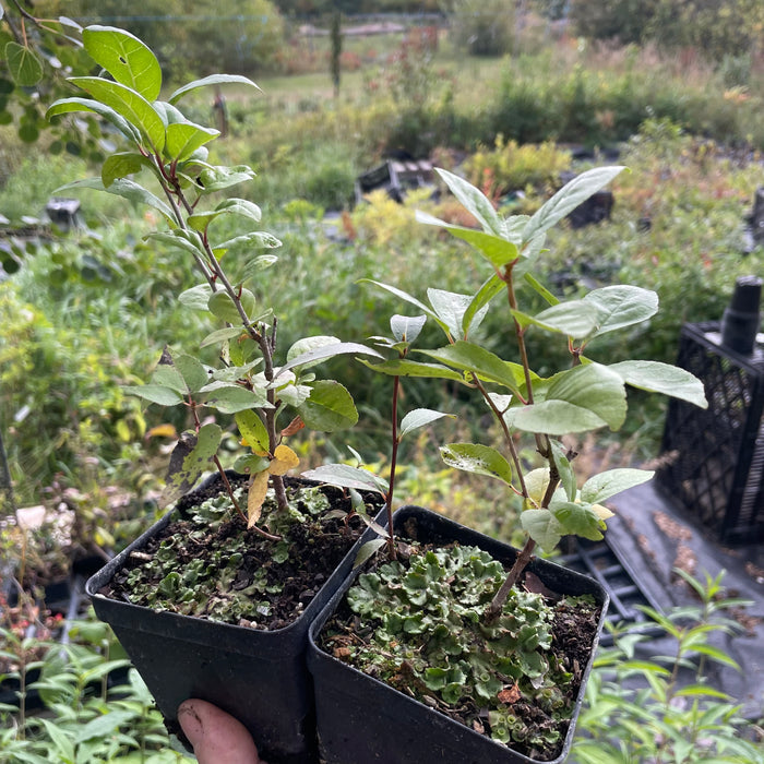 Carmine Jewel Cherry Seedling